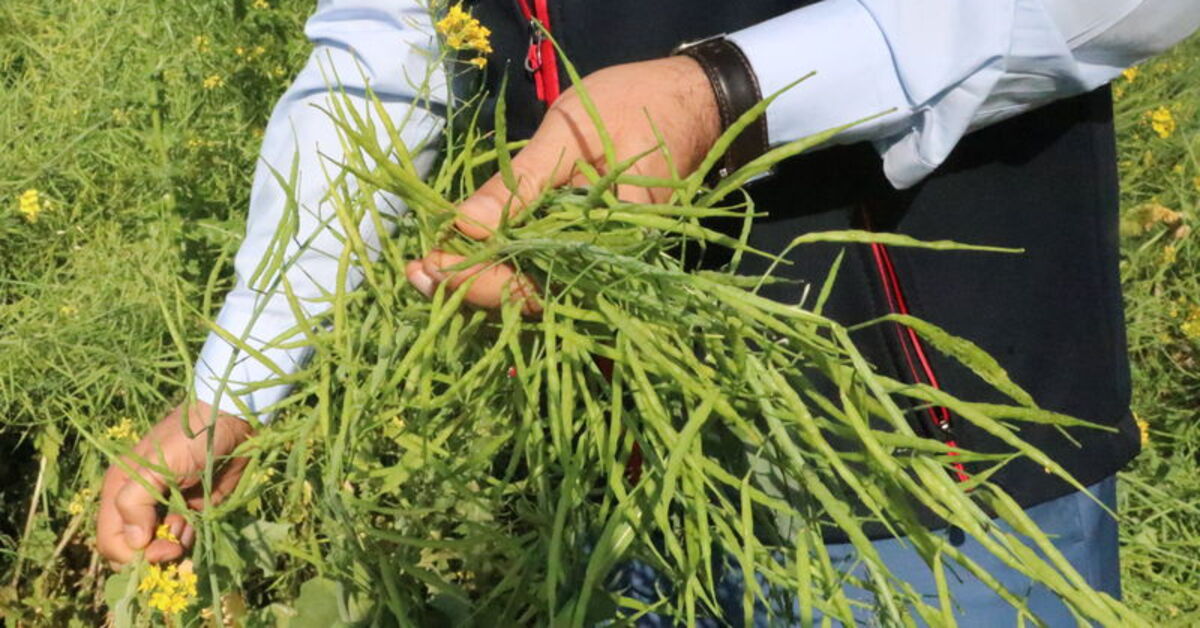 Siirt’te bitkisel üretimde yeni destekleme ilişkin açıklama