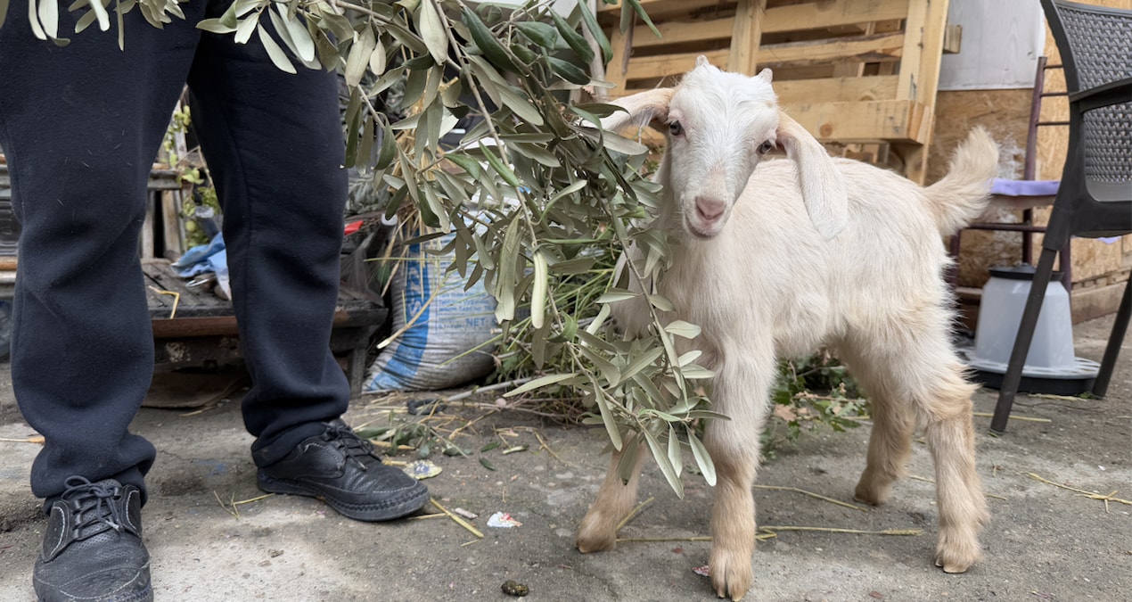 ‘Tiryaki’ çay ocağının neşesi oldu