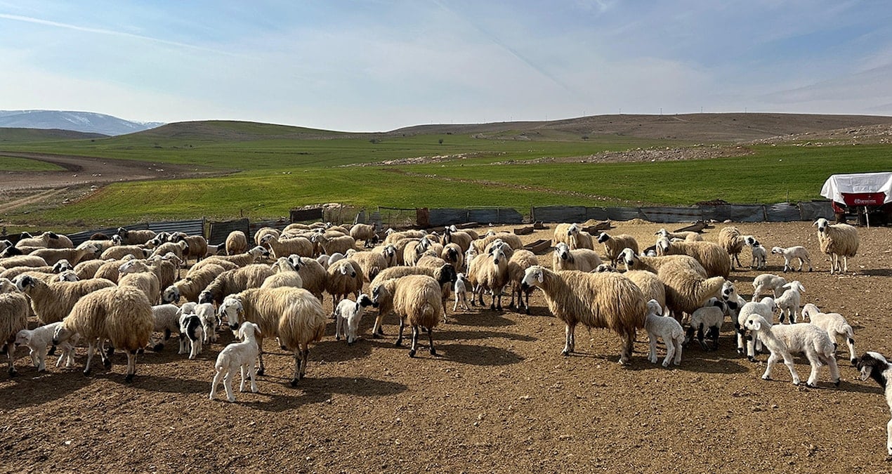 Tunceli’de ‘şap’ karantinası